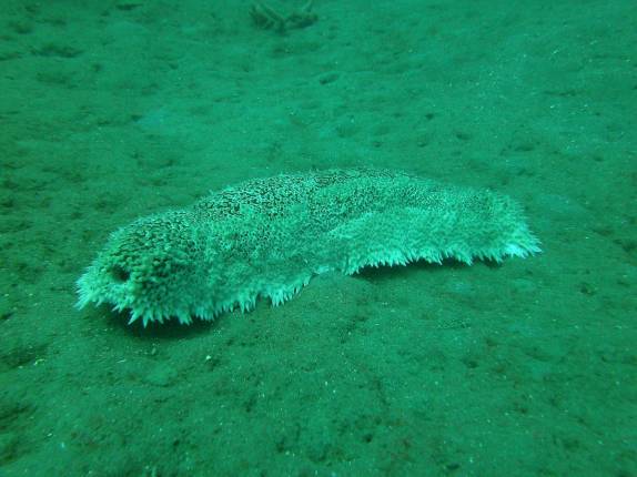 Uma enorme lesma em mergulho em St. Pierre, no norte de Martinica